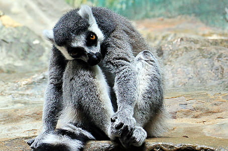 animal, cute, grey, blur thumbnail