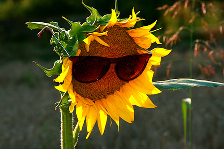 sunflower with brown framed sunglasses thumbnail