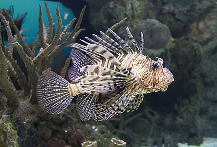 close up photography of gray fish thumbnail