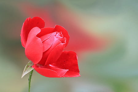 selective focus photo of red rose flower thumbnail