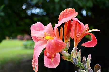 closeup photo of pink petaled flowers thumbnail
