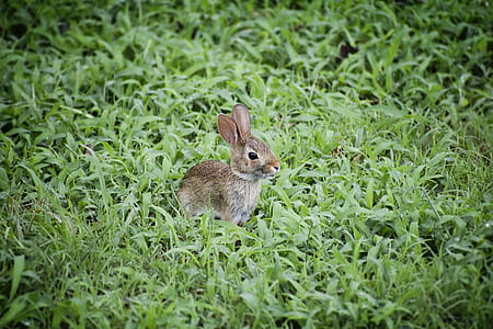 brown rabbit on green grass thumbnail