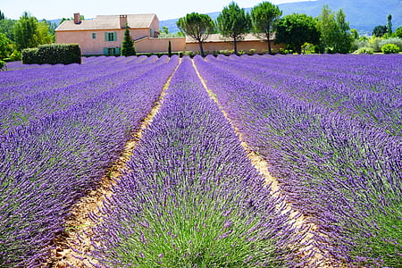 field of lavender flowers thumbnail