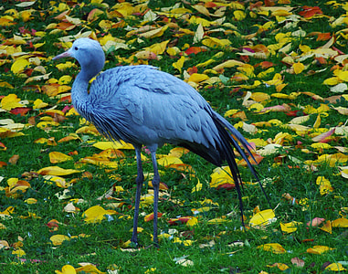 blue heron on field thumbnail