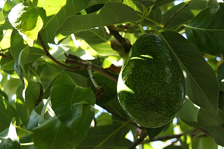 green avocado thumbnail