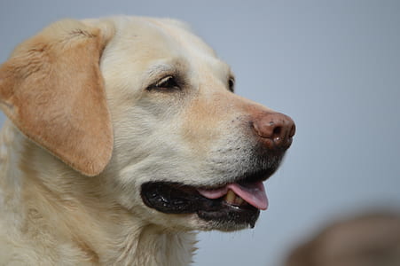 close-up photography of yellow Labrador retriever thumbnail