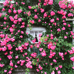 pink vine rose at daytime thumbnail
