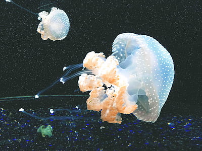 two jellyfishes thumbnail