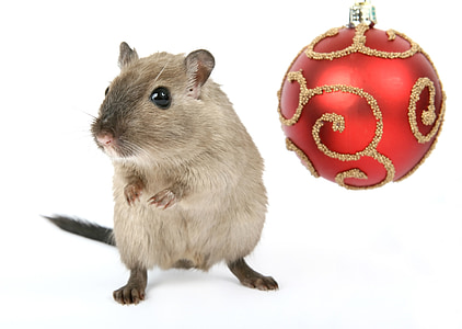 brown rat thumbnail