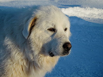 adult white great pyrenees on focus photo thumbnail