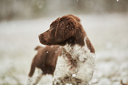 adult brown and white flat-coated retriever outdoor thumbnail