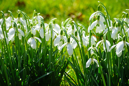 snowdrop, blossom, bloom, spring flower, plant, close thumbnail