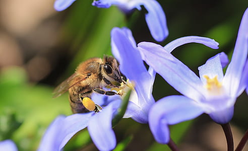 selective focus photography of honeybee on purple flower thumbnail