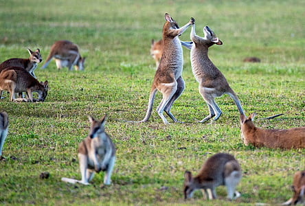 brown playing deer on grass field during daytime thumbnail