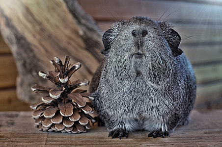 Guinea Pig, Smooth Hair thumbnail