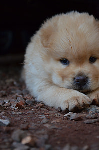 brown chow chow puppy lying on ground close-up photo thumbnail