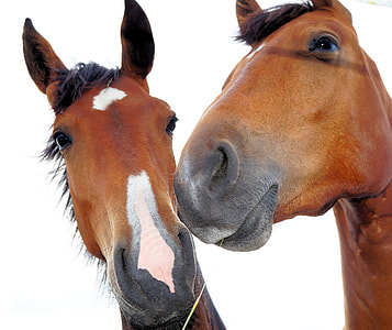 two brown horses thumbnail