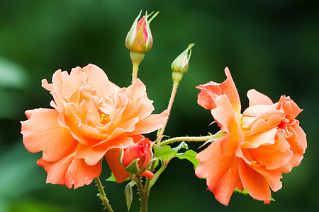 closeup photography of orange petaled flower thumbnail