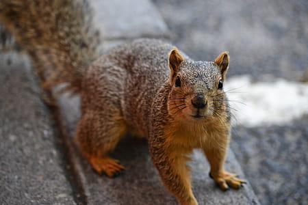 Close Up Photo of Brown Squirrel thumbnail