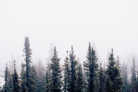 pine trees covered by fog thumbnail