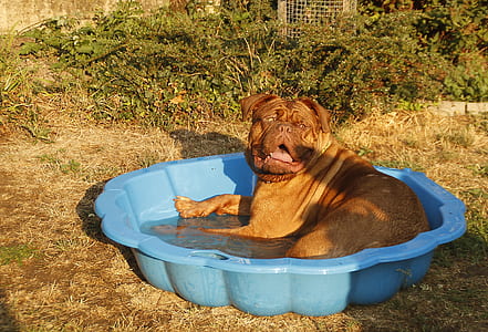 brown French mastiff on blue plastic basin with water at daytime thumbnail