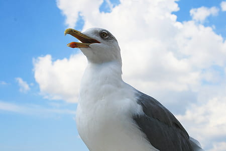 bird, seagull, dove, pigeon thumbnail