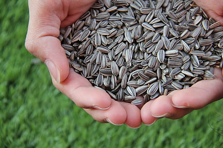 person holding sunflower seeds thumbnail
