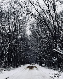 road with bare trees thumbnail