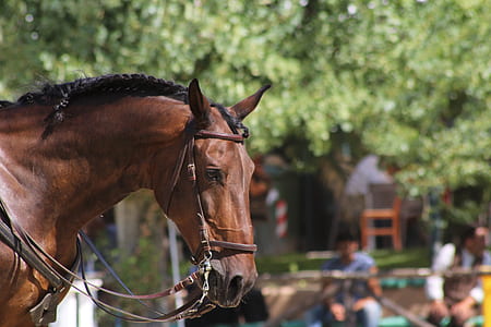 shallow focus photography of brown horse thumbnail