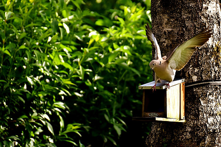photo of bird resting on mounted bird house in tree thumbnail