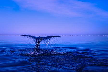 whale diving on body of water thumbnail