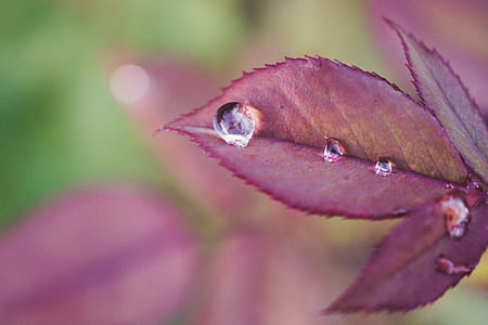 Shallow Focus Photography of Purple Leaf With Morning Dew thumbnail