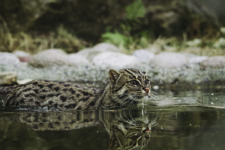 gray wild cat swing on body of water during daytime thumbnail