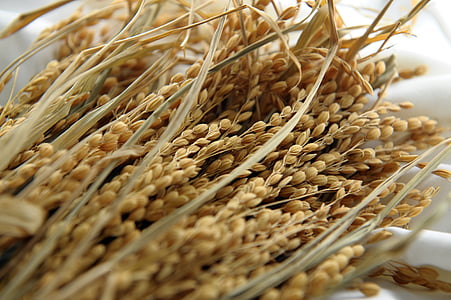 rice grains on white textile thumbnail