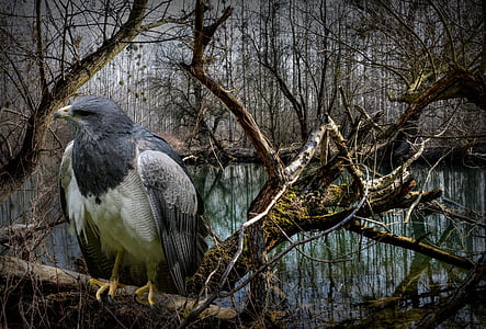 gray and black bird on tree branch near lake thumbnail