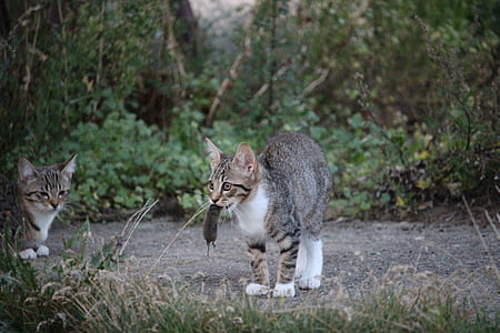 silver tabby cat carrying mouse by mouth thumbnail