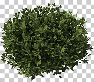 Shrub Plant Tree , Tree Bushes Plants , green leafed plant PNG clipart