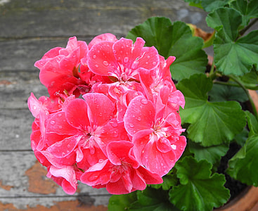 pink multi-petaled flower close up photo thumbnail