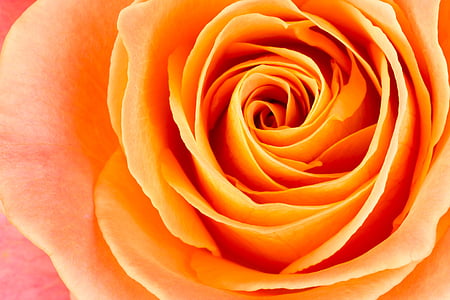 close up photo of orange rose thumbnail