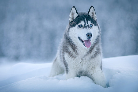 close up photo of Syberian Husky thumbnail