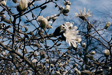 Magnolia thumbnail