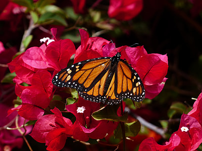 brown and black butterfly on petal flower thumbnail
