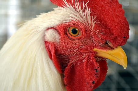 close-up photo of white chicken head thumbnail