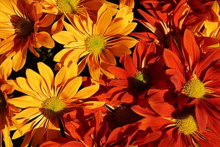 shallow focus photography of red and yellow flowers thumbnail