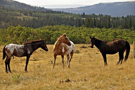 three horses standing on grass field at daytime thumbnail