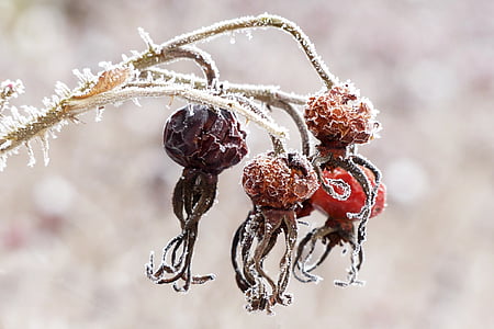 four red fruits on icicles thumbnail