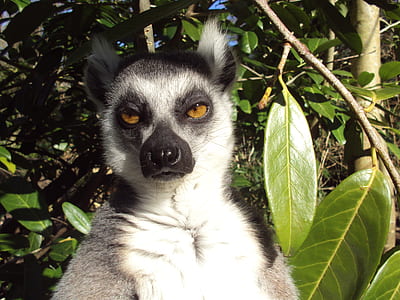 closeup photography of white and brown Ring-tailed Lemur thumbnail