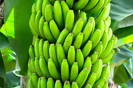 green bananas thumbnail