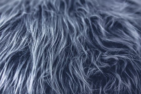 close-up photo of gray animal fur thumbnail