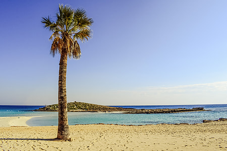 green palm tree near ocean water under blue sunny sky thumbnail